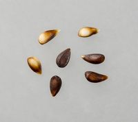 Ringkloster Kammerjunker æblekerner